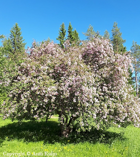Malus Purpurea 'Kuningatar', purppuraomenapuu.jpg